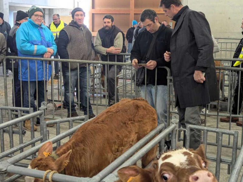 Aux Pierres Magiques - actualités - Paysans de la Loire : Le marché aux veaux à Saint Laurent de Chamousset @Marie-Cécile Seigle-Buyat