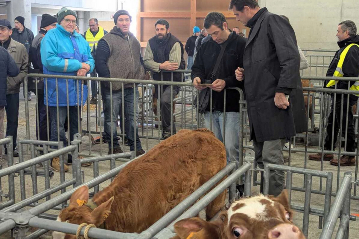 Aux Pierres Magiques - actualités - Paysans de la Loire : Le marché aux veaux à Saint Laurent de Chamousset @Marie-Cécile Seigle-Buyat