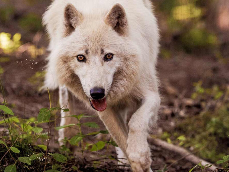 Aux Pierres Magiques - Activités : Le parc animalier de Courzieu est également ouvert en hiver @parc-de-courzieu.fr