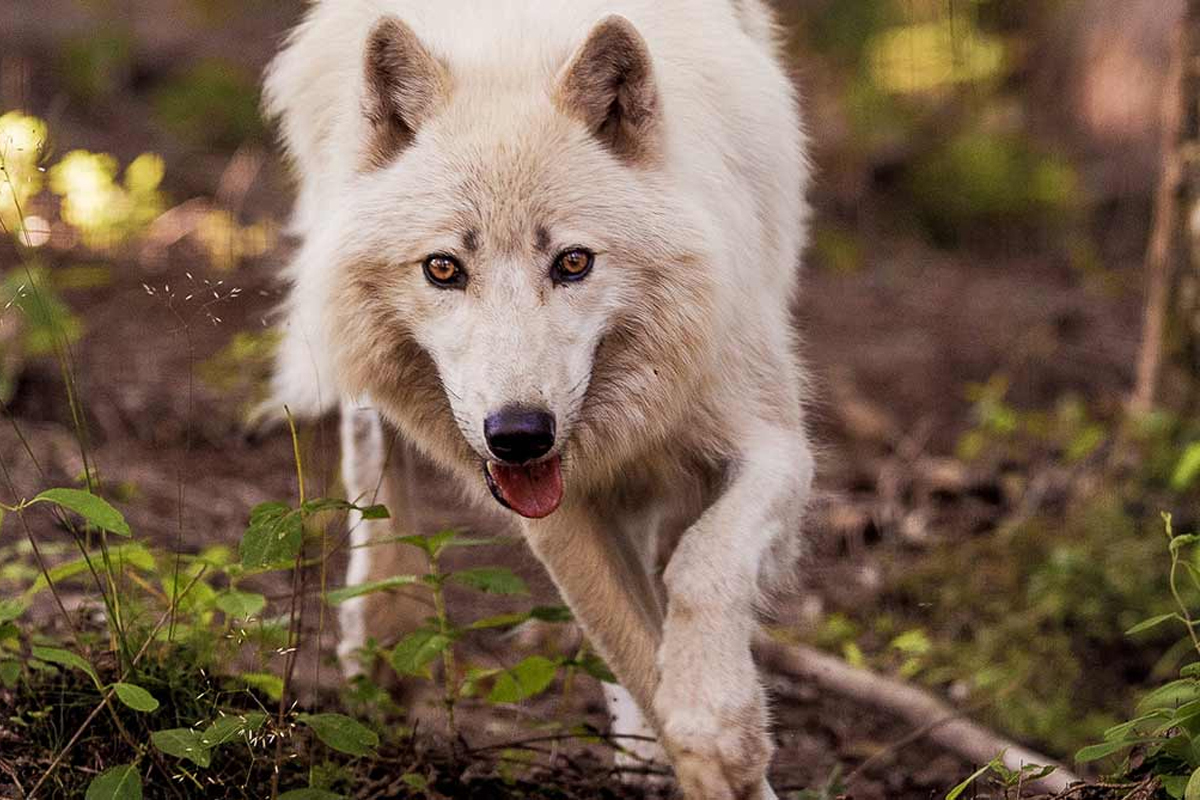 Aux Pierres Magiques - Activités : Le parc animalier de Courzieu est également ouvert en hiver @parc-de-courzieu.fr