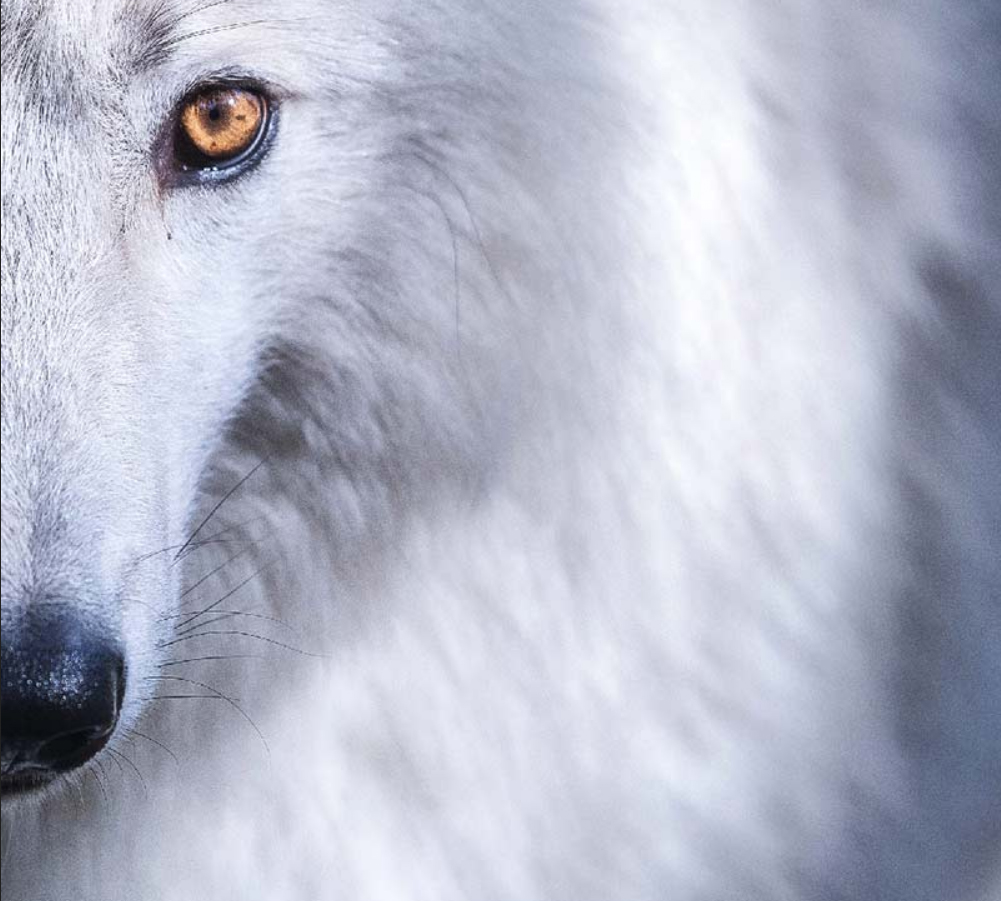 Aux Pierres Magiques - Activités : Le parc animalier de Courzieu est également ouvert en hiver
